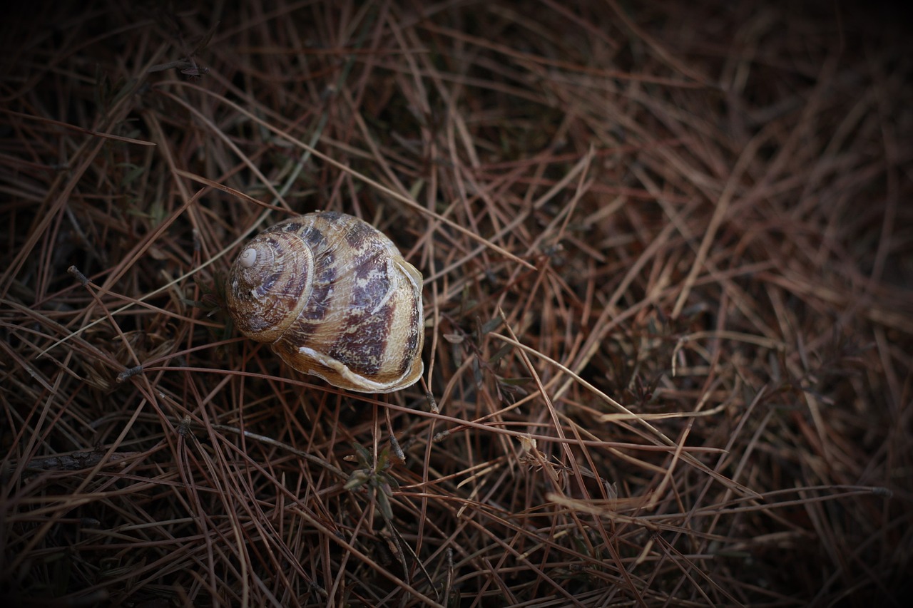 snail house shell free photo