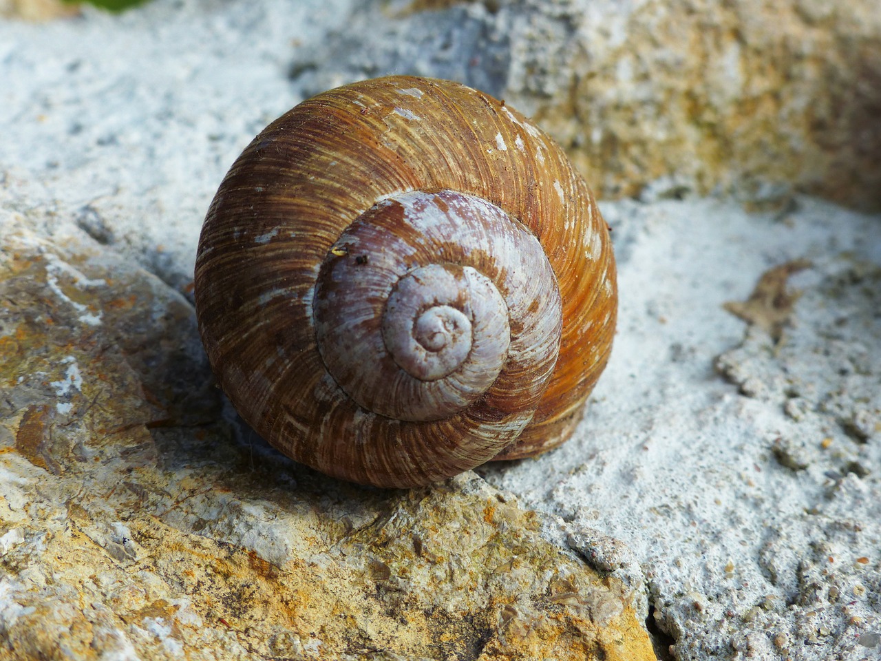 snail shell withdrawal free photo