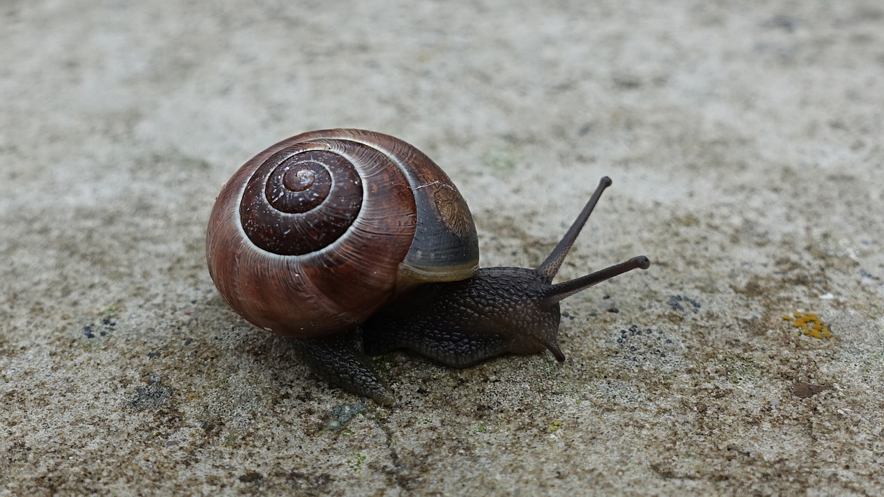 snail shell reptile free photo