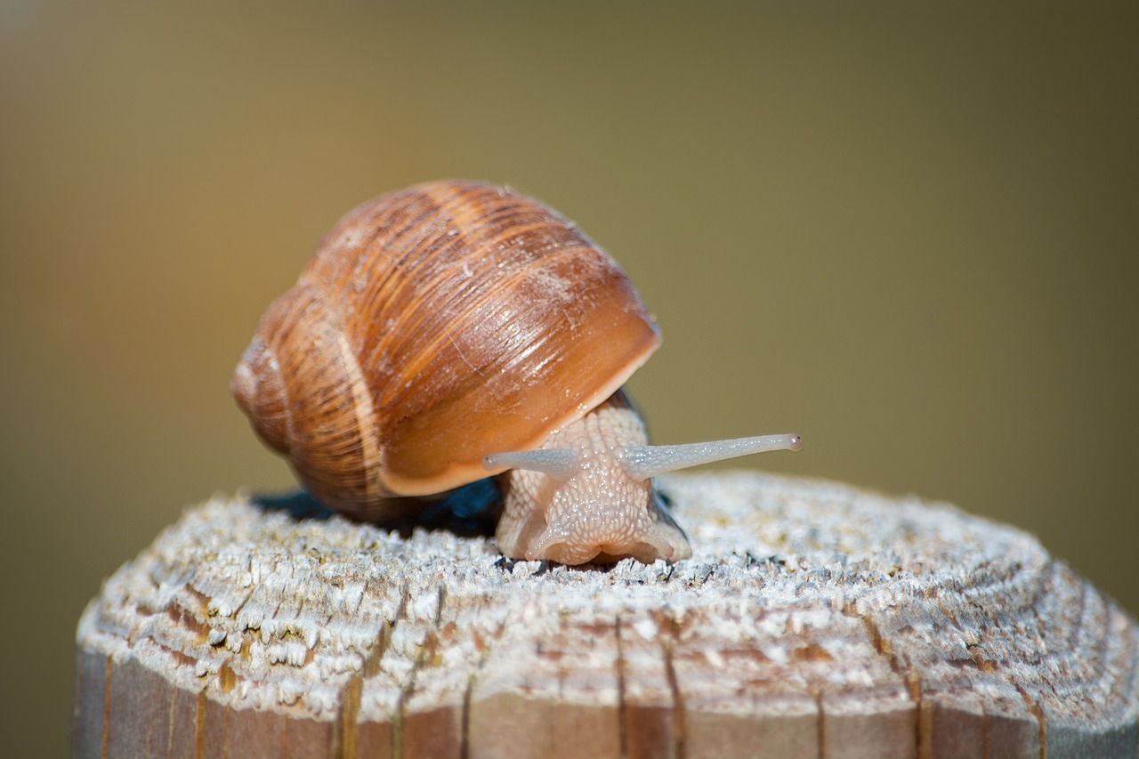 snail shell mollusk free photo