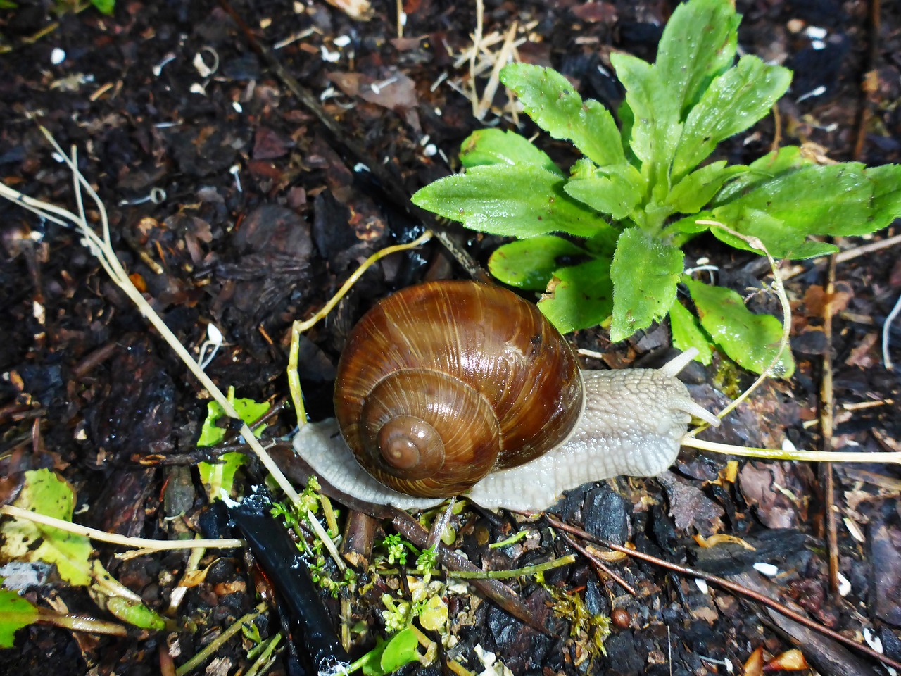 snail crawl wet free photo