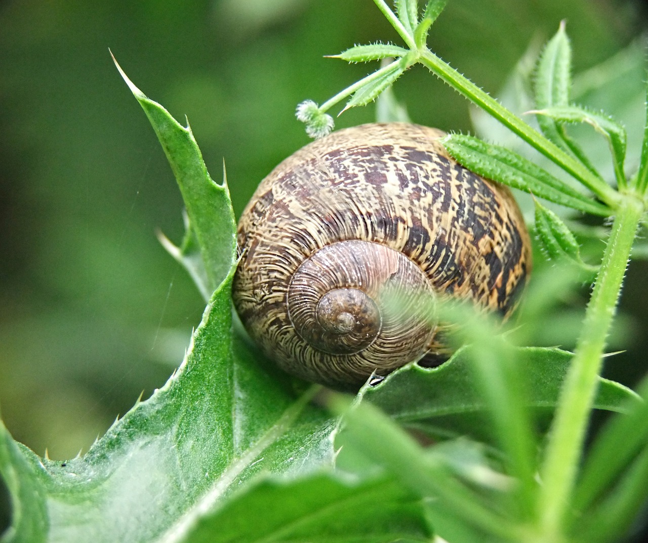 snail shell seashell free photo