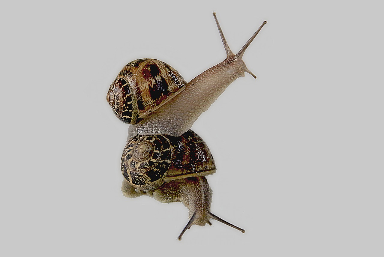 snail gastropod shell free photo