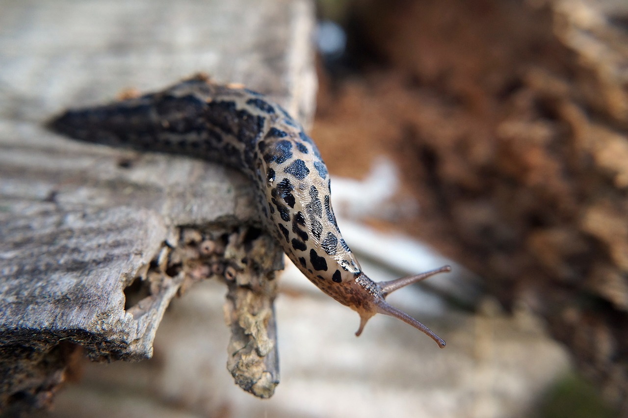 snail slug nature free photo