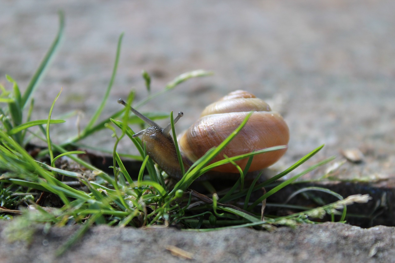 snail animal reptile free photo