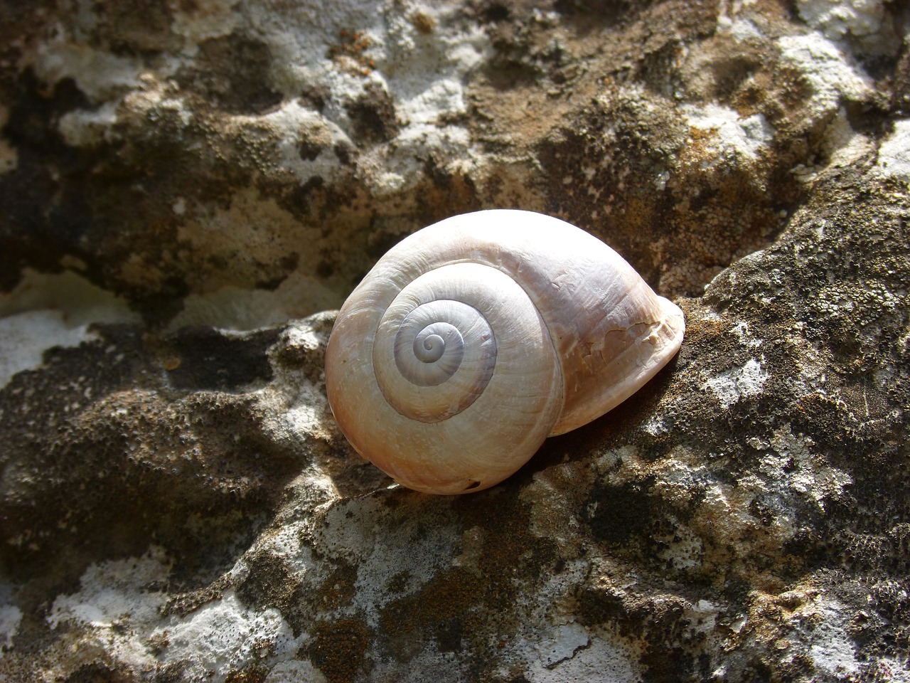 snail shell spiral free photo