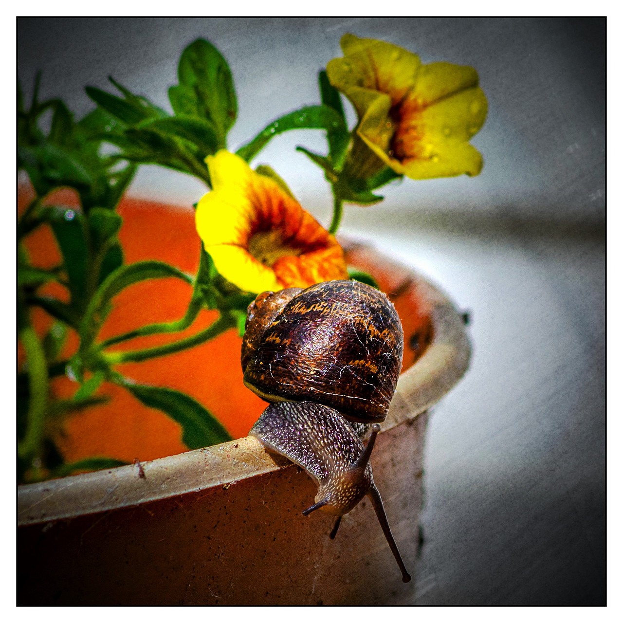 snail flower pot free photo