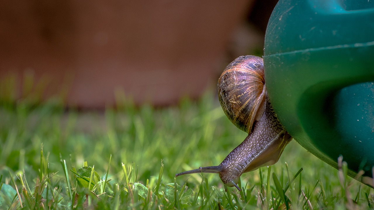 snail watering can grass free photo