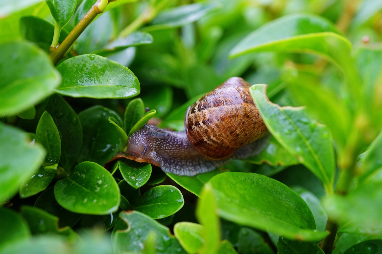 snail hedge green free photo