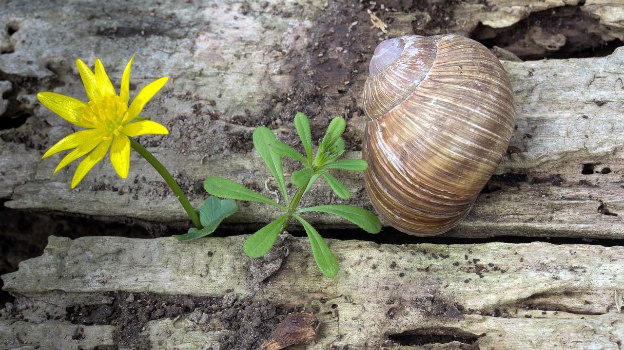 snail wood weathered free photo
