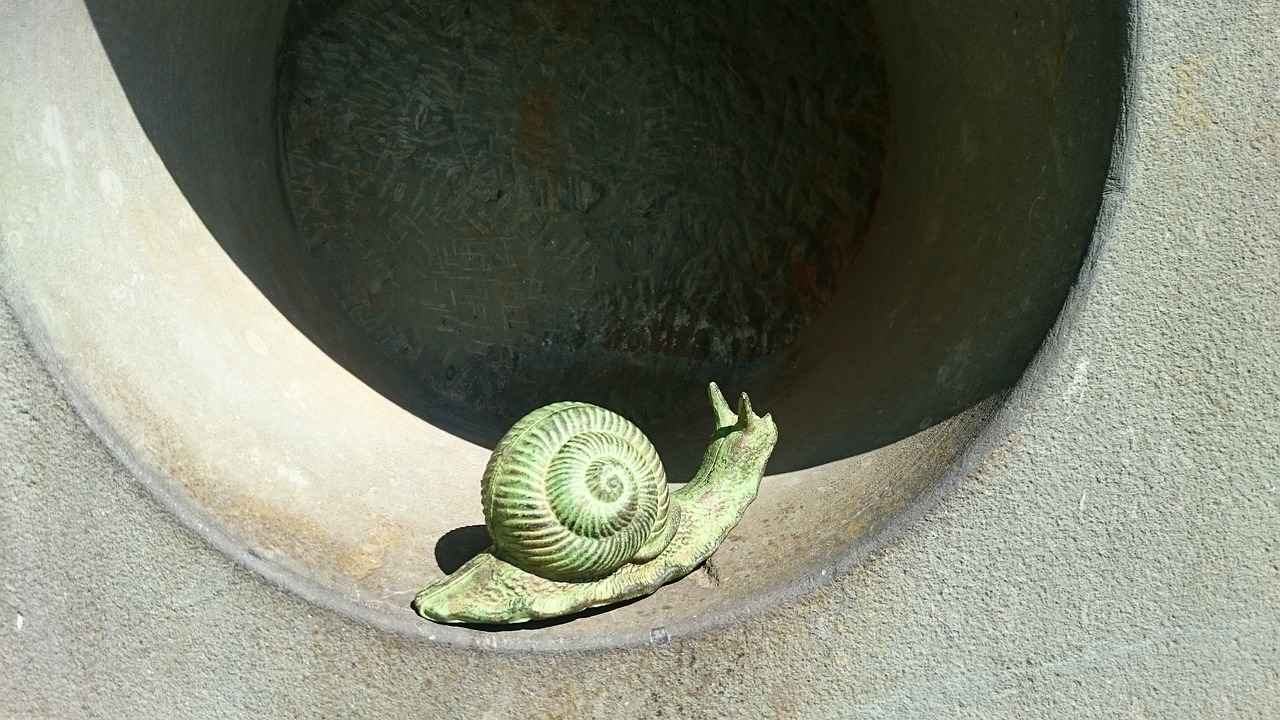 snail at the beginning end free photo