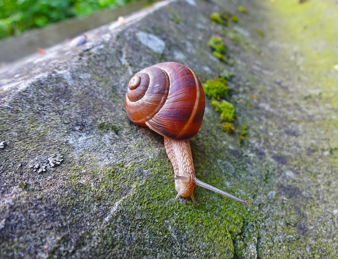 snail animal spiral free photo