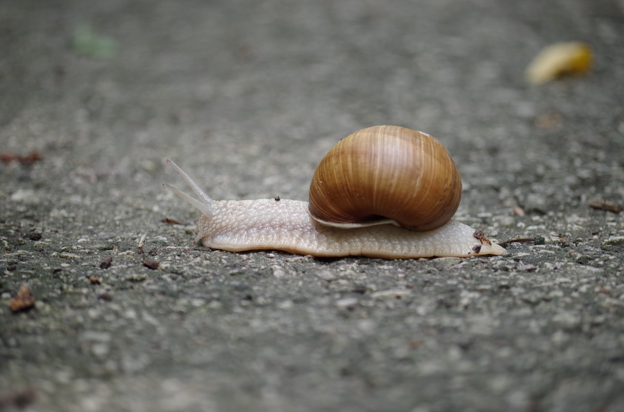 snail conch slow free photo
