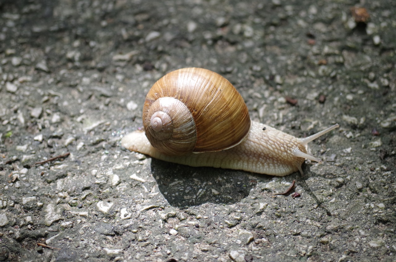 snail conch slow free photo