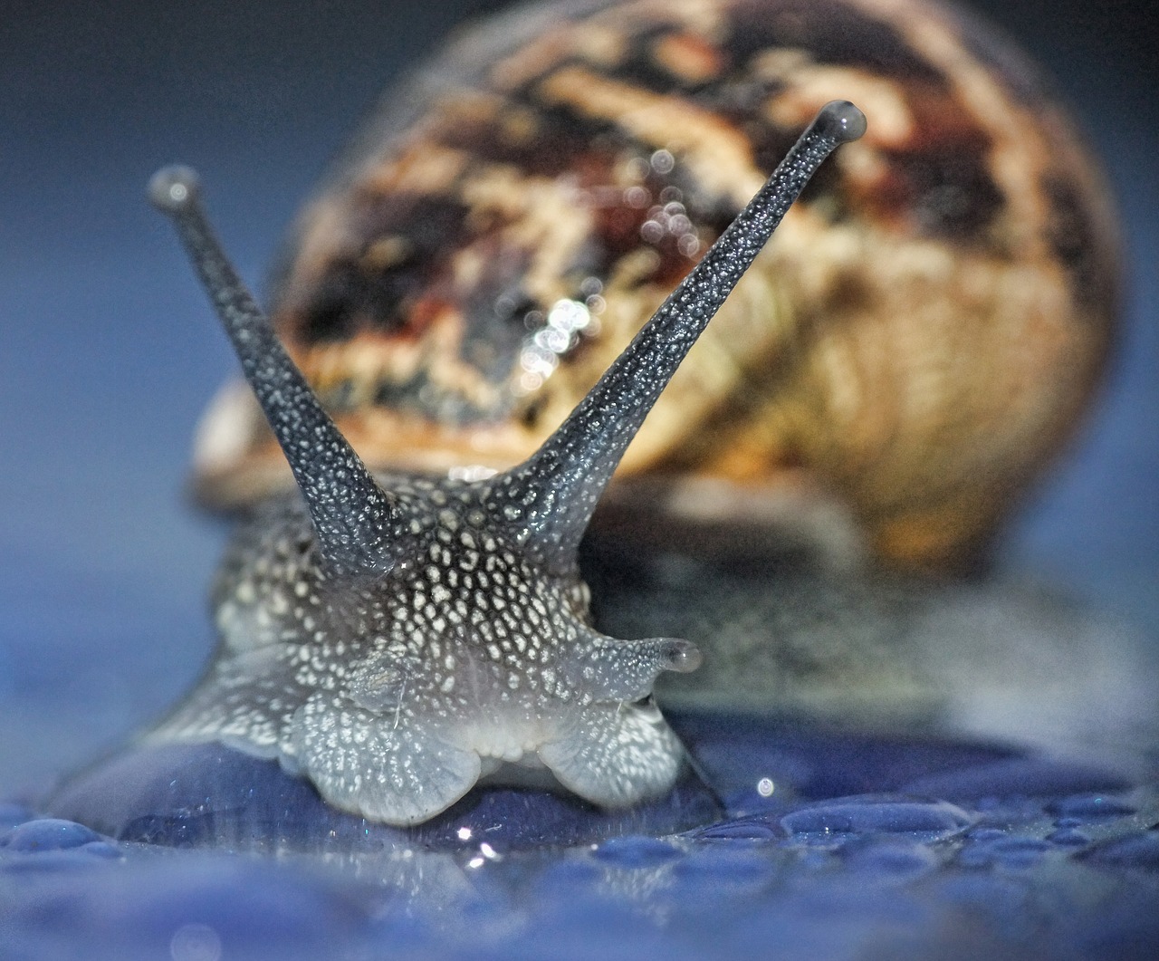 snail macro curious free photo