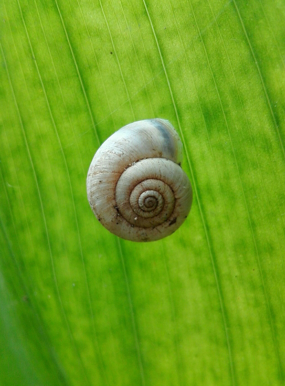 snail foliage green free photo