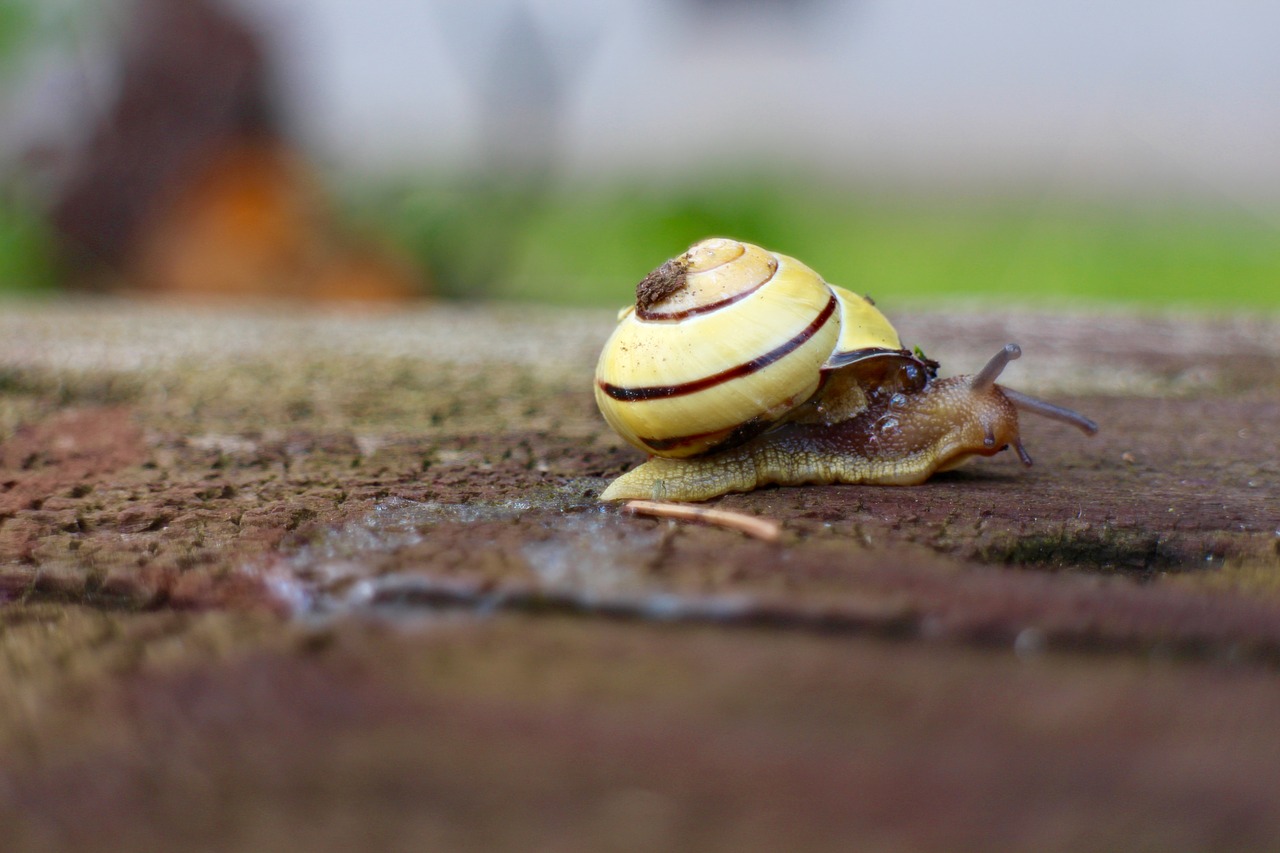snail wood shell free photo