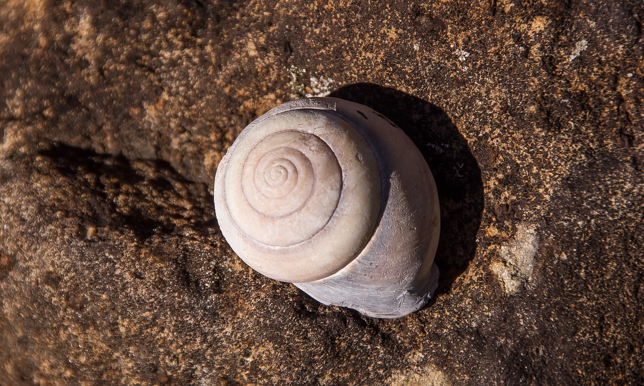 snail shell large free photo