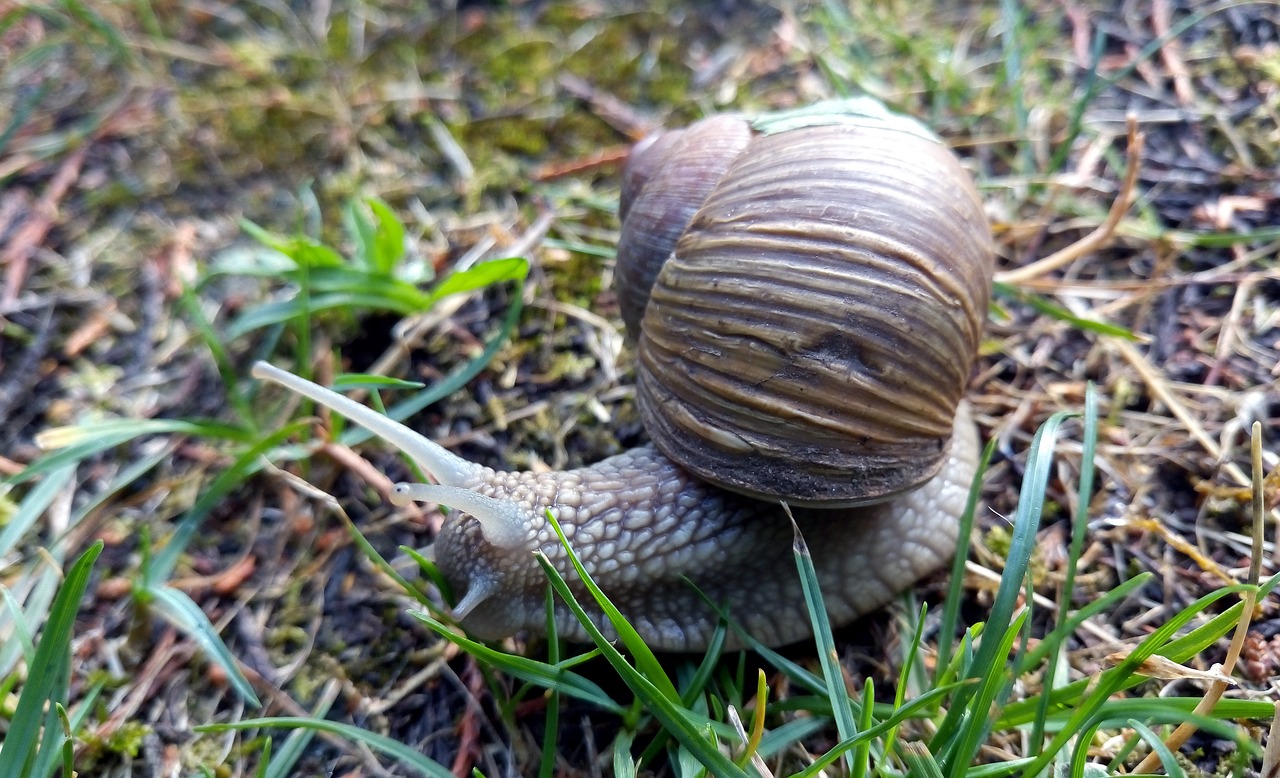 snail shell rain free photo