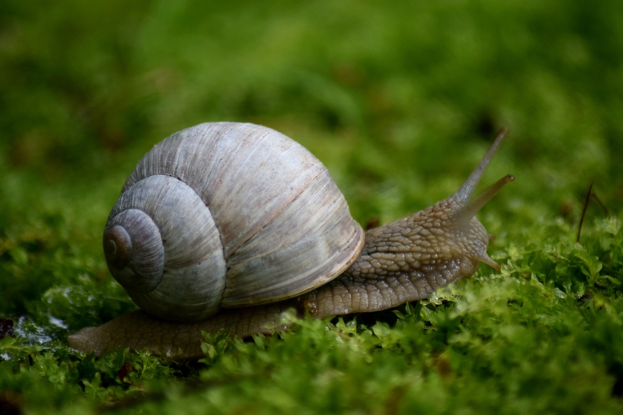 snail moss spiral free photo