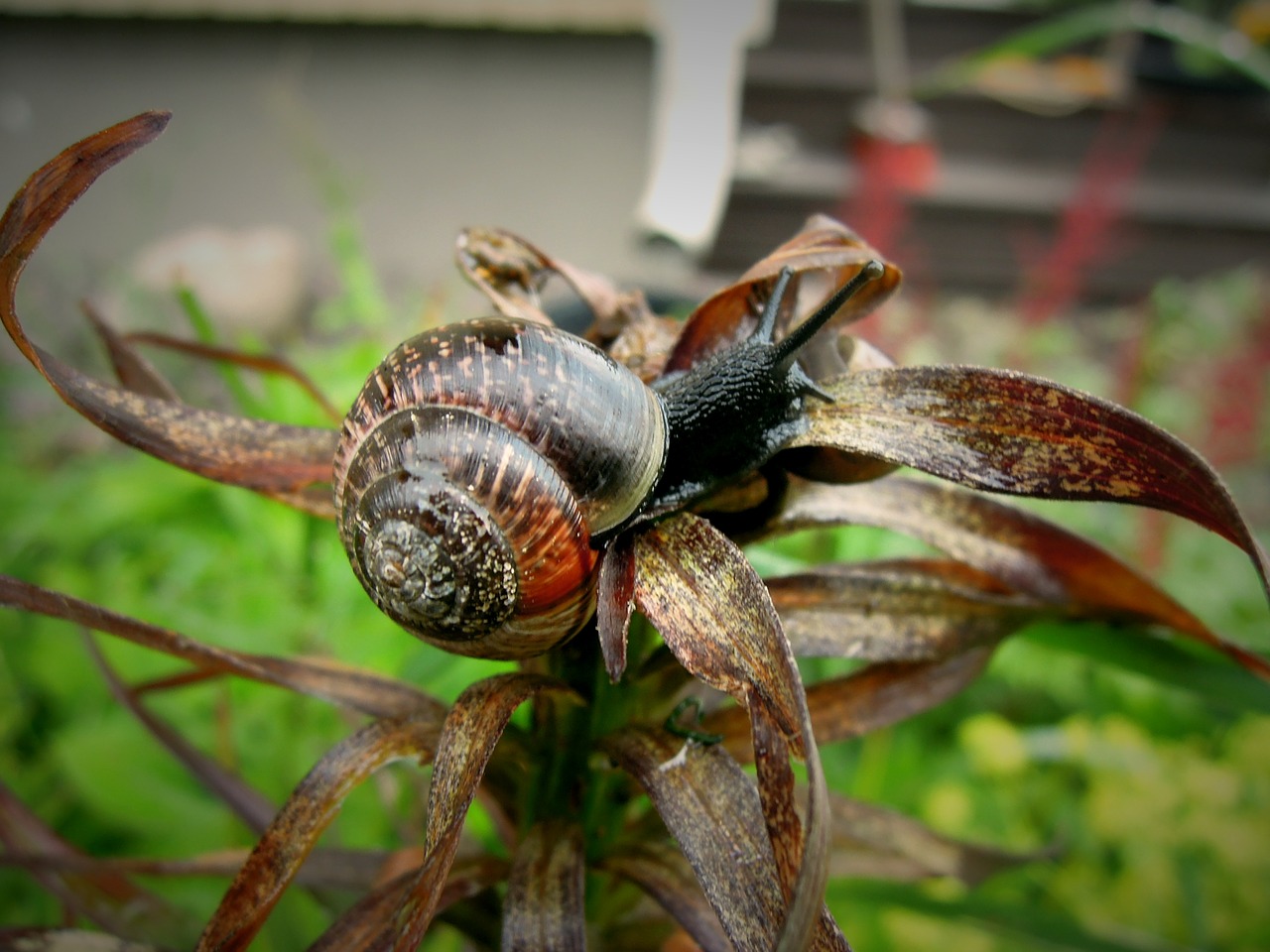 snail garden animal free photo