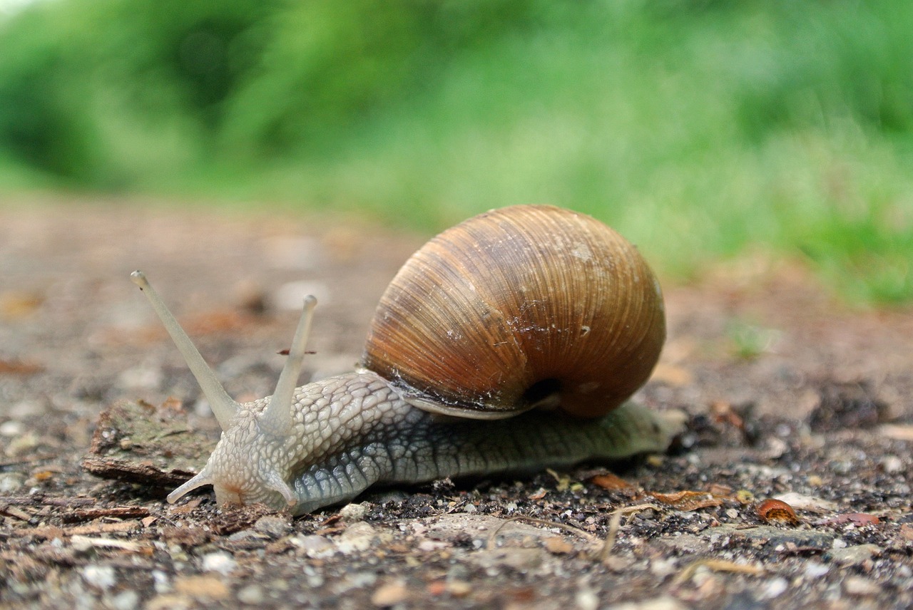 snail macro close free photo