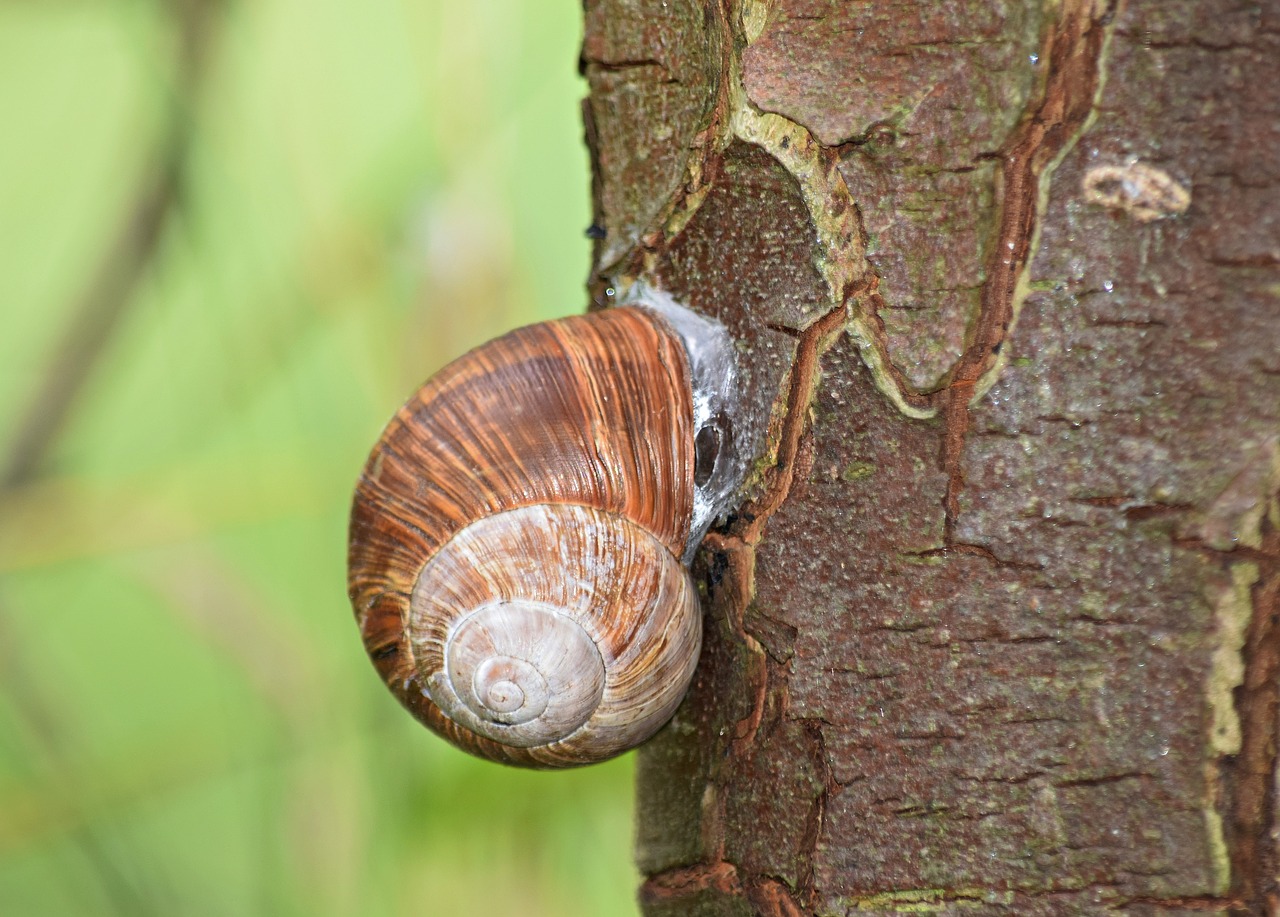 snail shell tree free photo