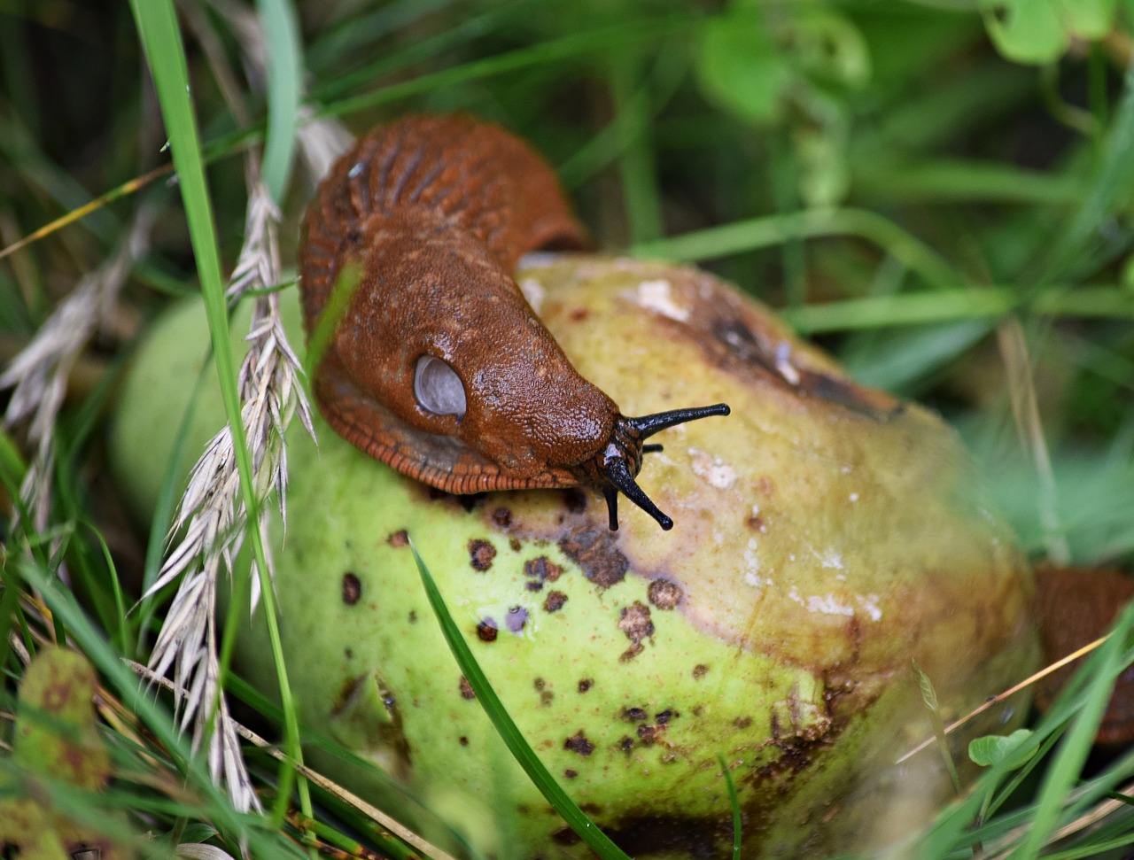 snail shell the creation of free photo