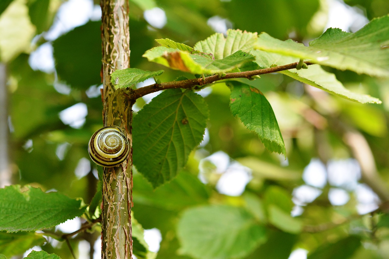 snail seashell shell free photo