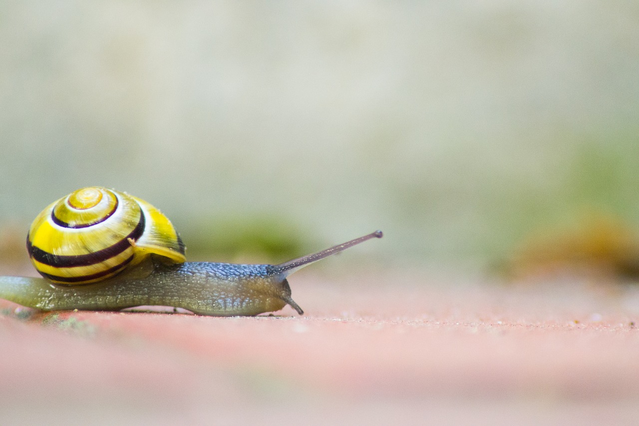 snail shell mollusk free photo