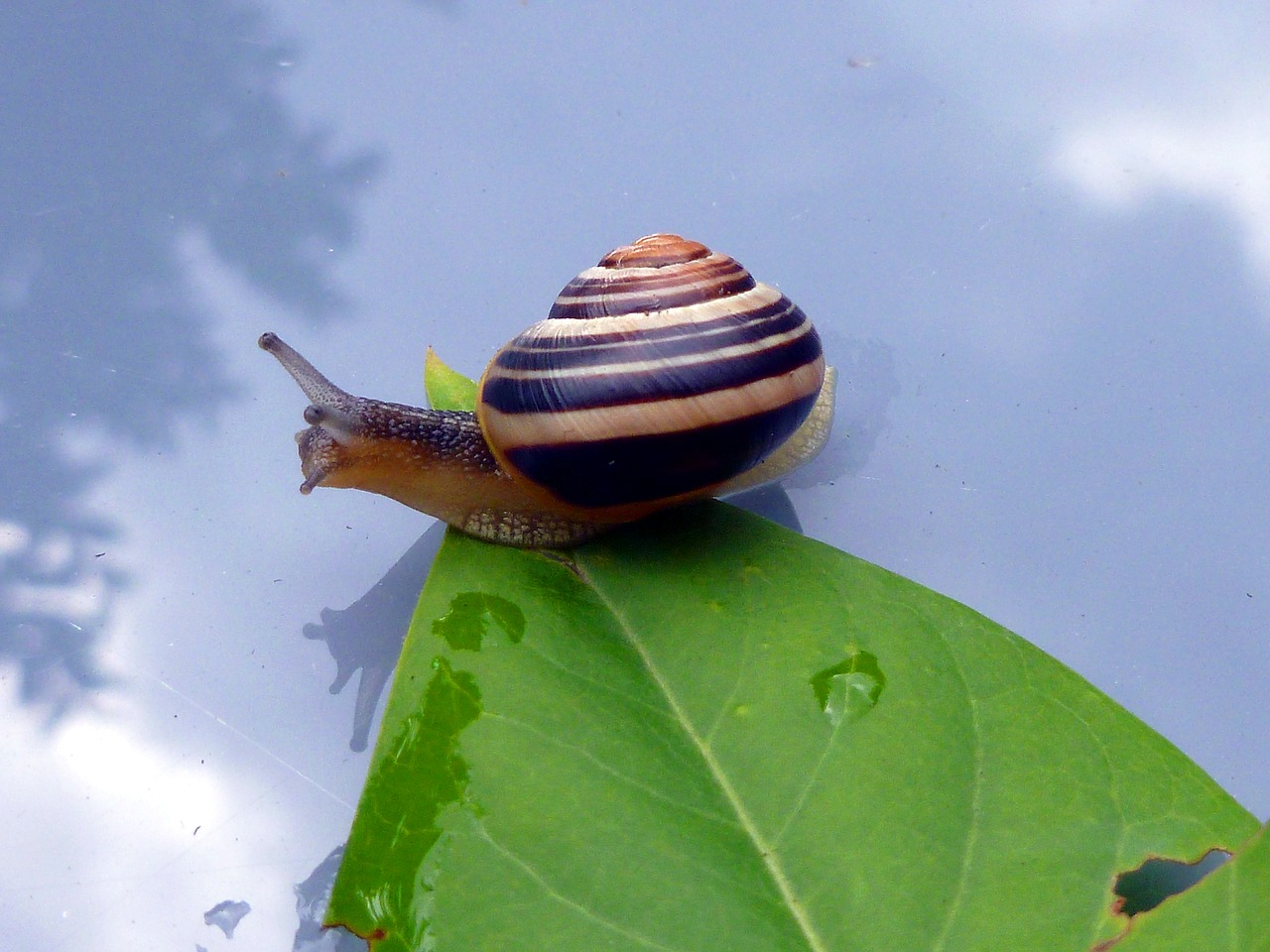 snail leaf shell free photo