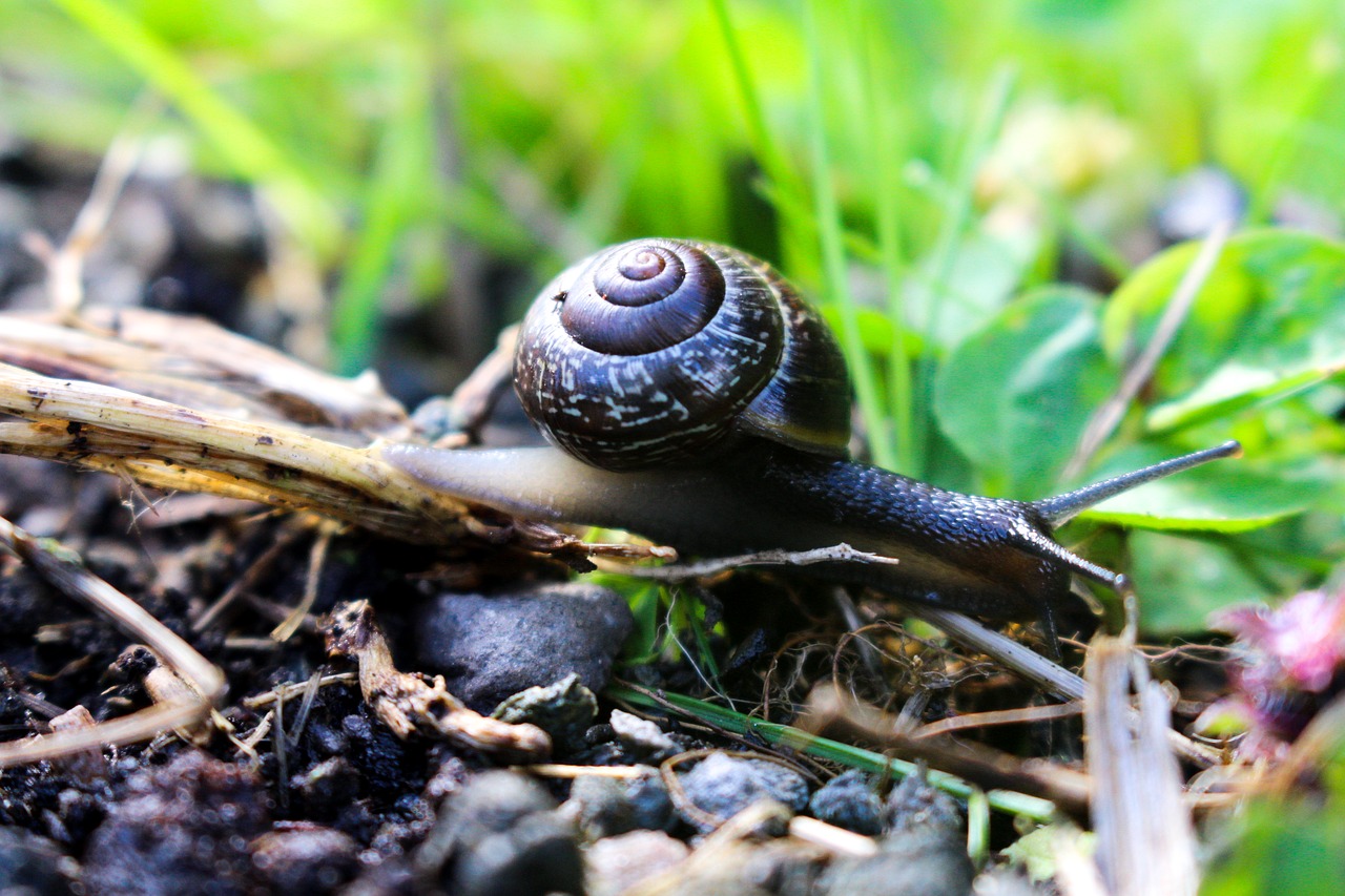 snail nature garden free photo