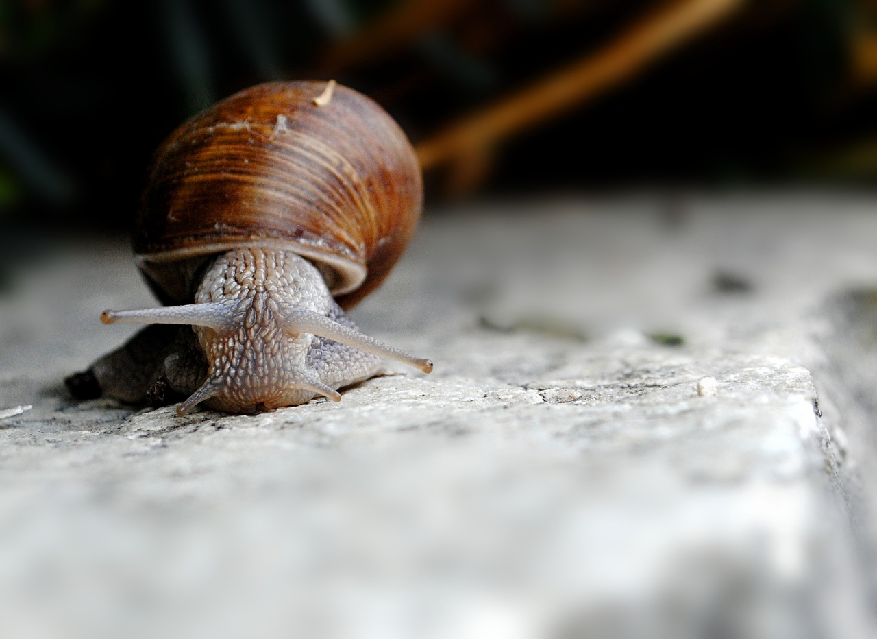 snail shell gastropod free photo
