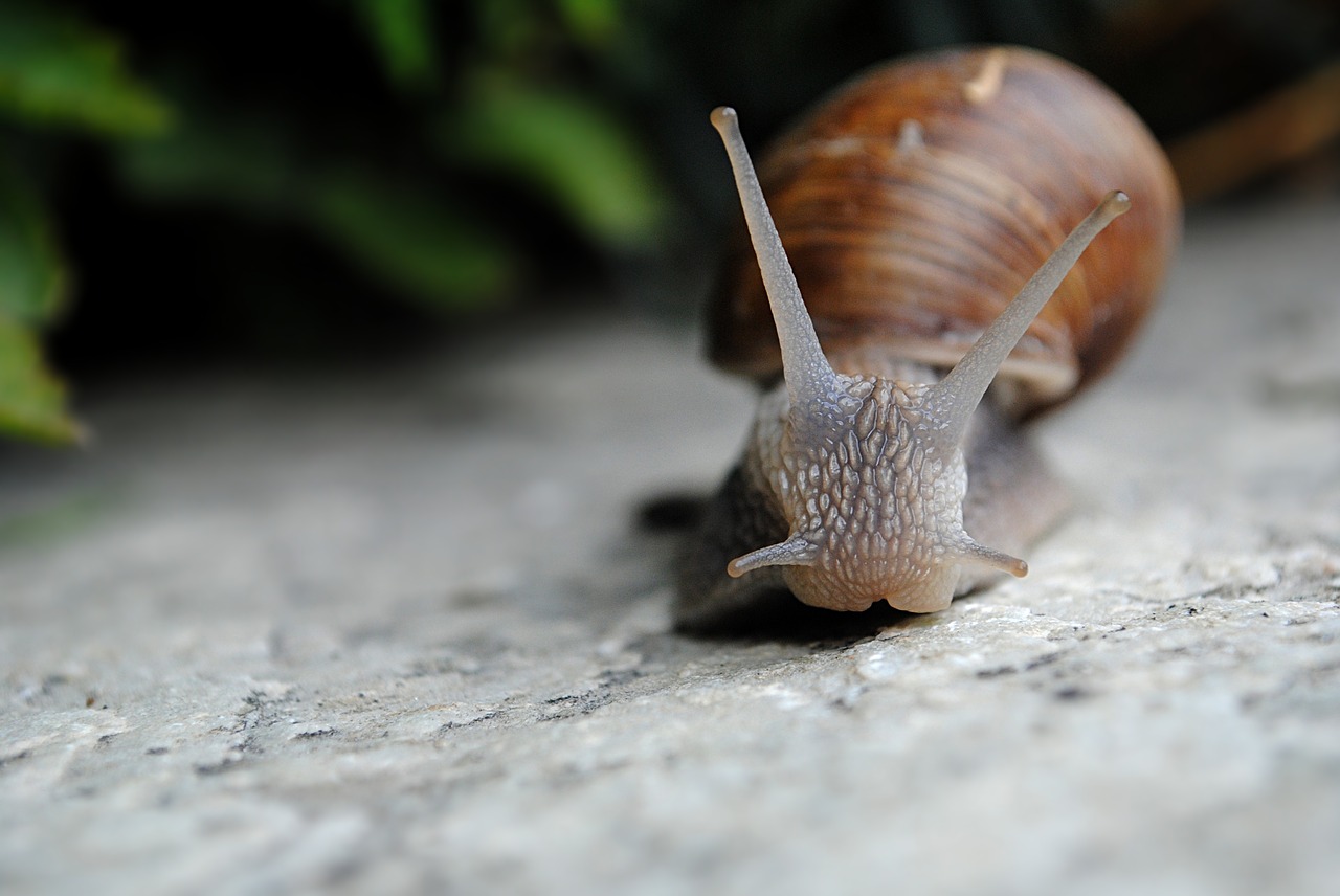snail nature slow free photo