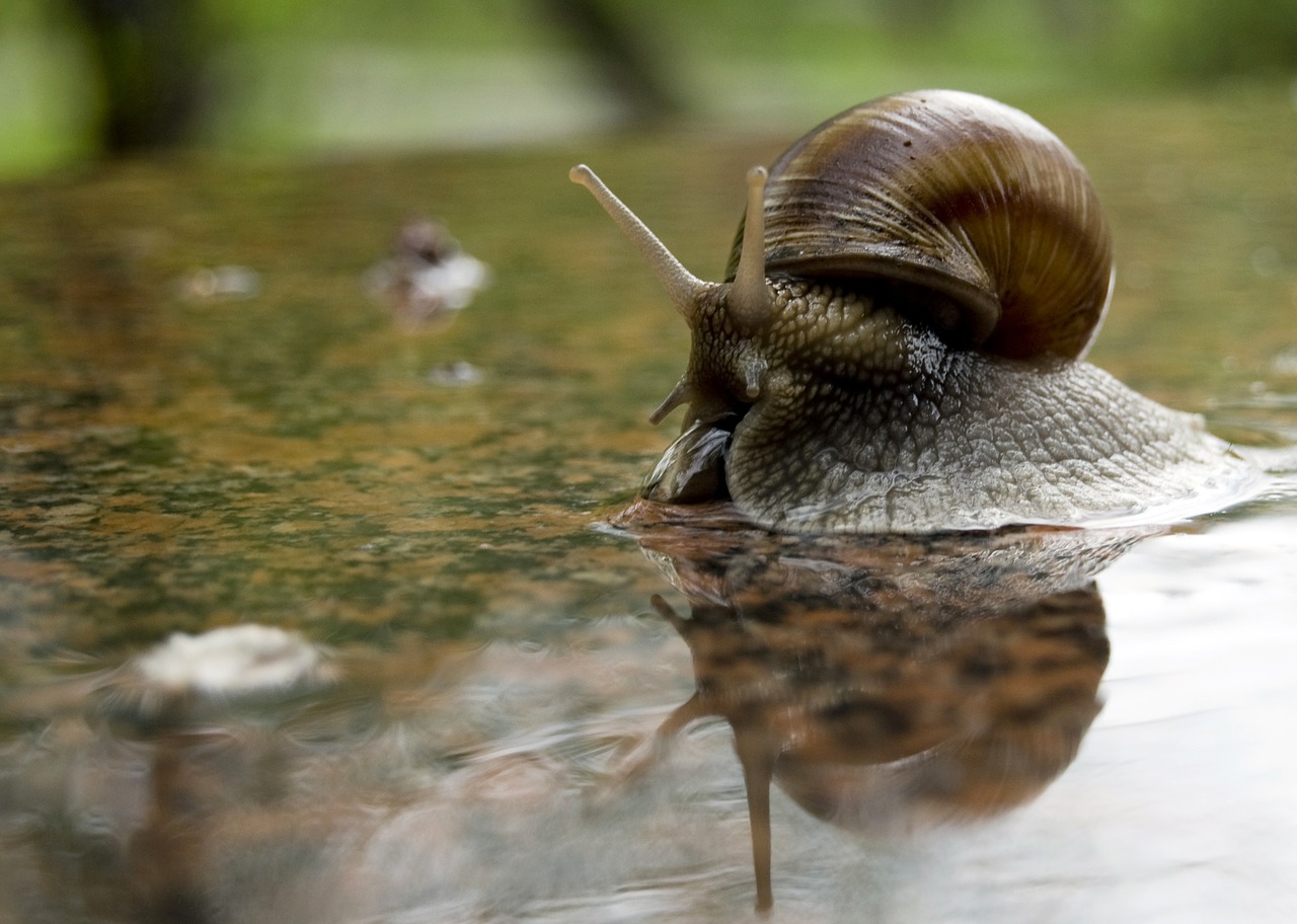 shell love for animals macro free photo