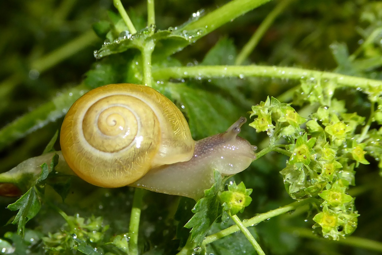 snail shell slowly free photo