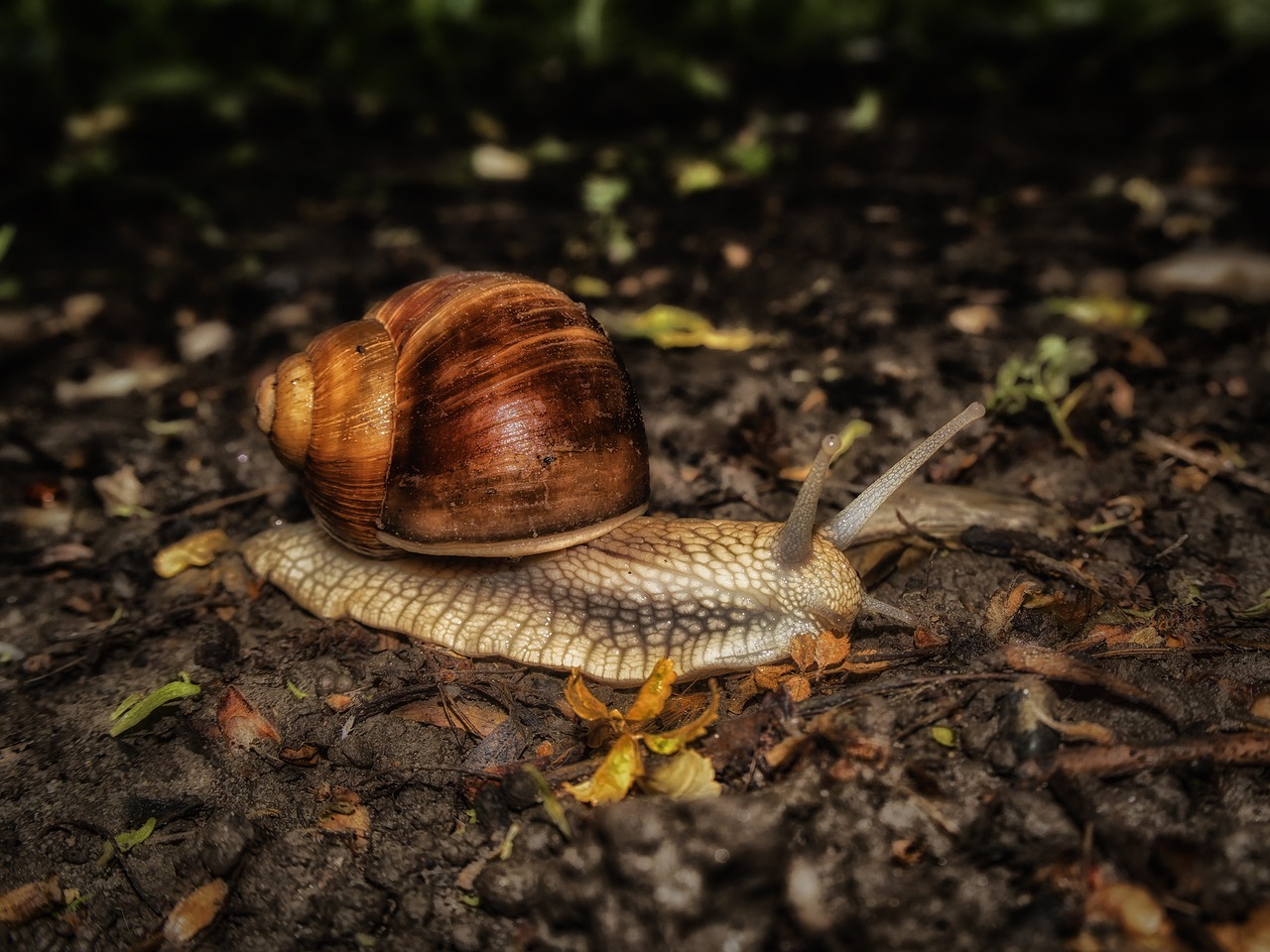 snail nature mollusk free photo
