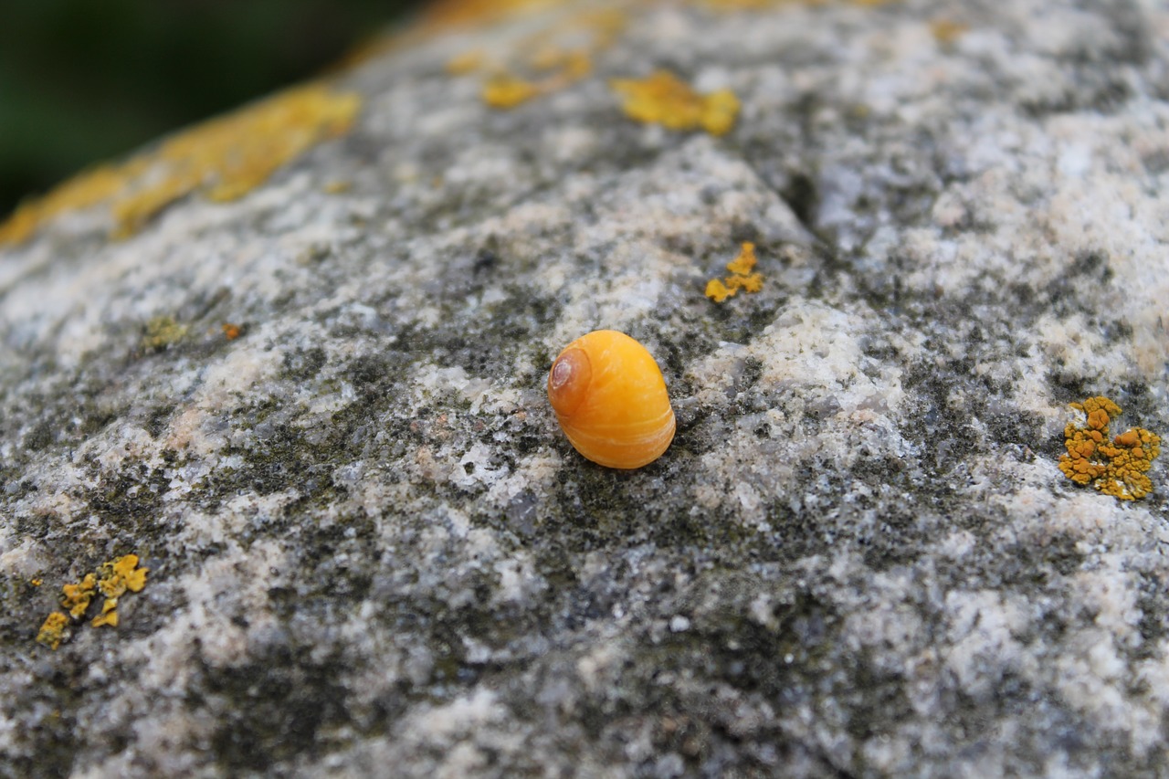 snail yellow rock free photo