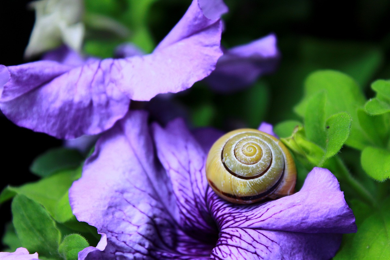 snail shell mollusk free photo