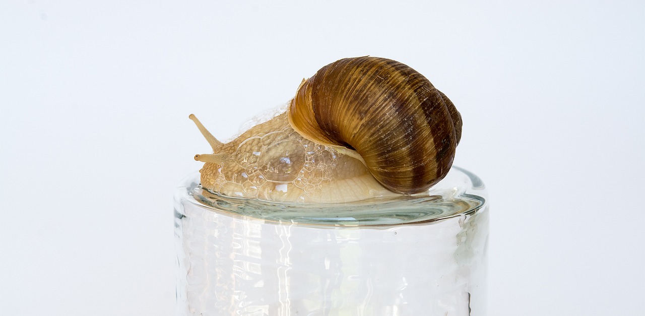 snail shell mollusk free photo