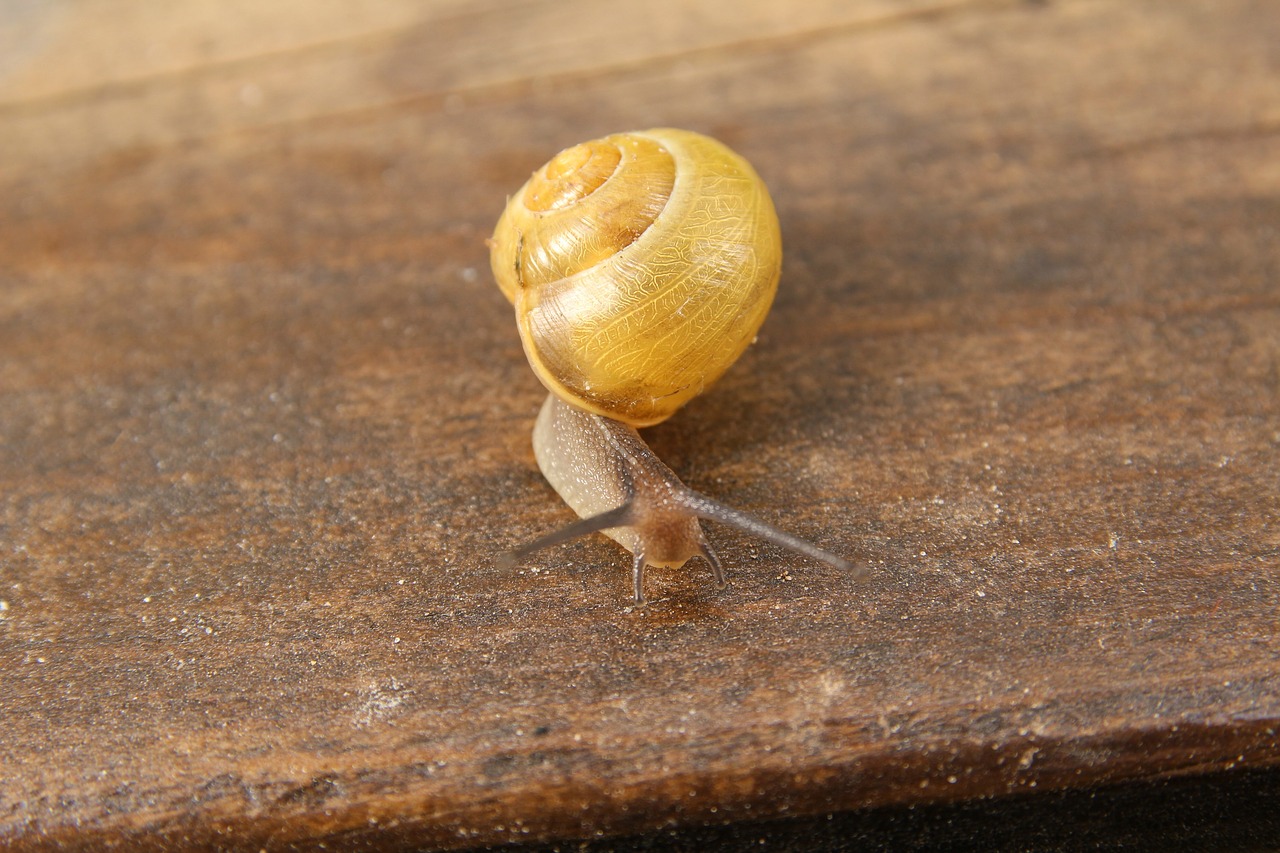 snail macro shell free photo