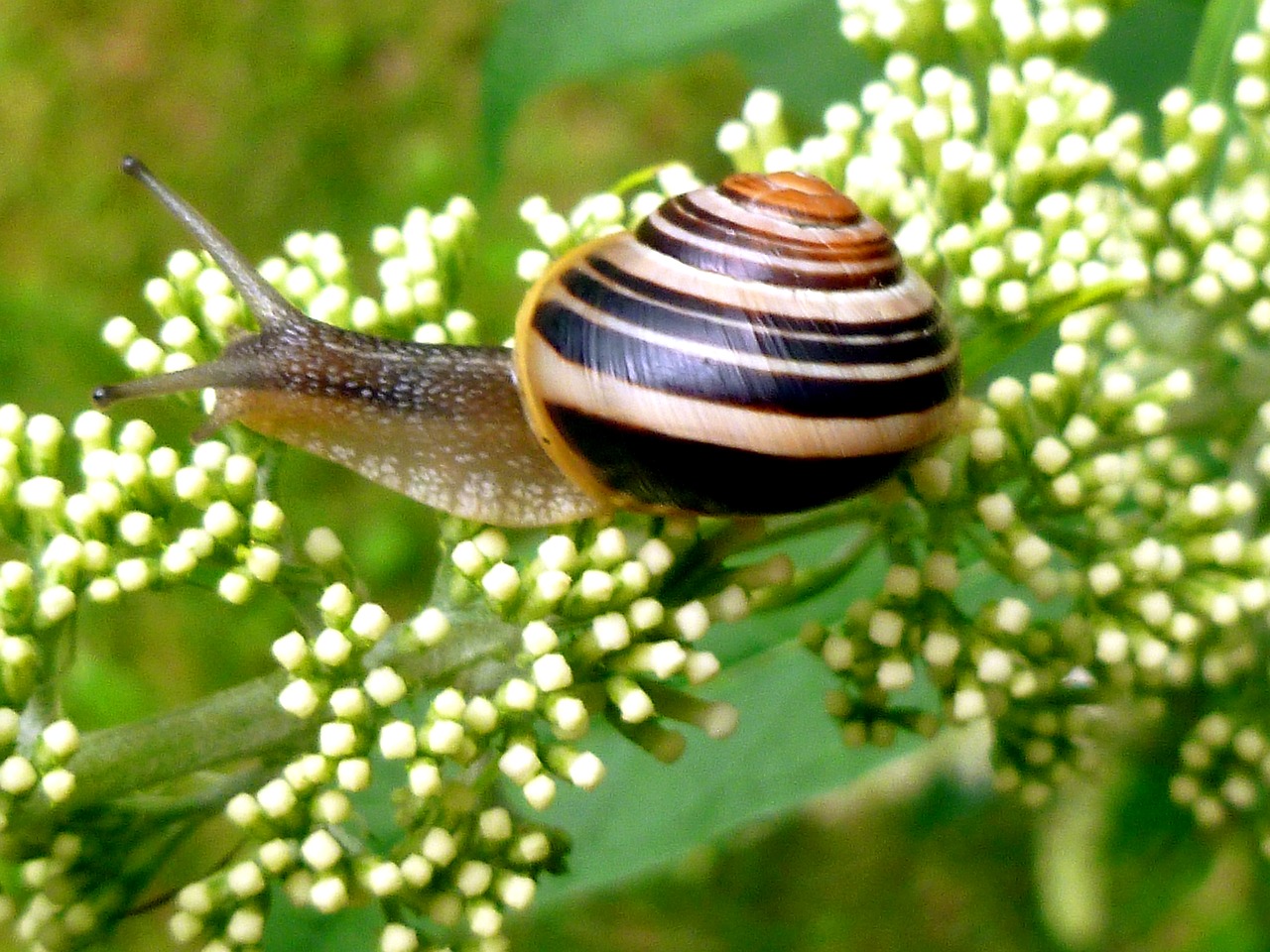 snail garden snail shell free photo