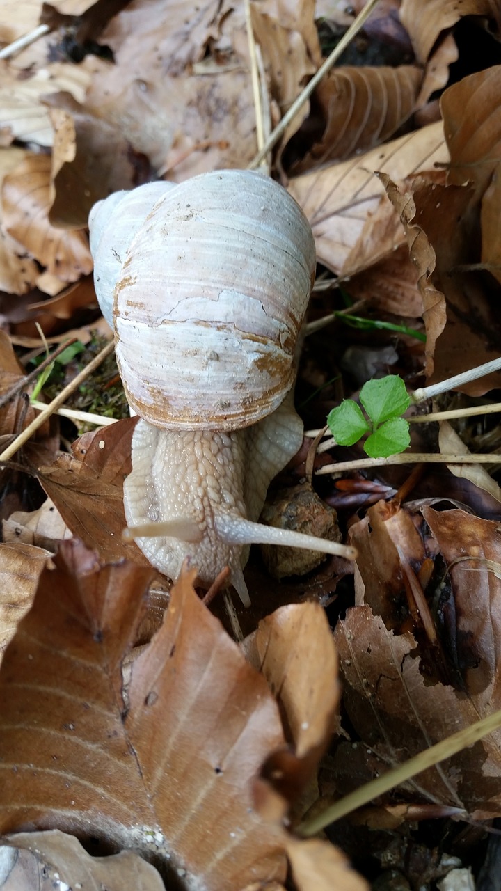 snail leaf nature free photo