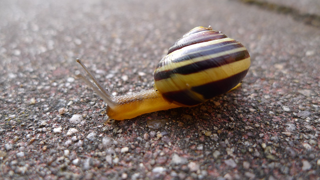 snail away crawl free photo