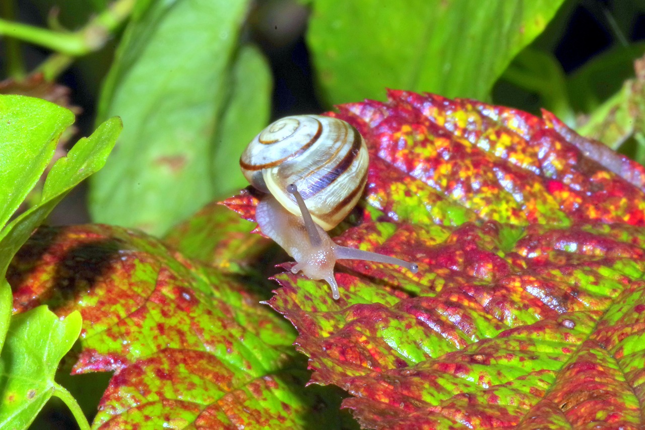 snail small tiny free photo