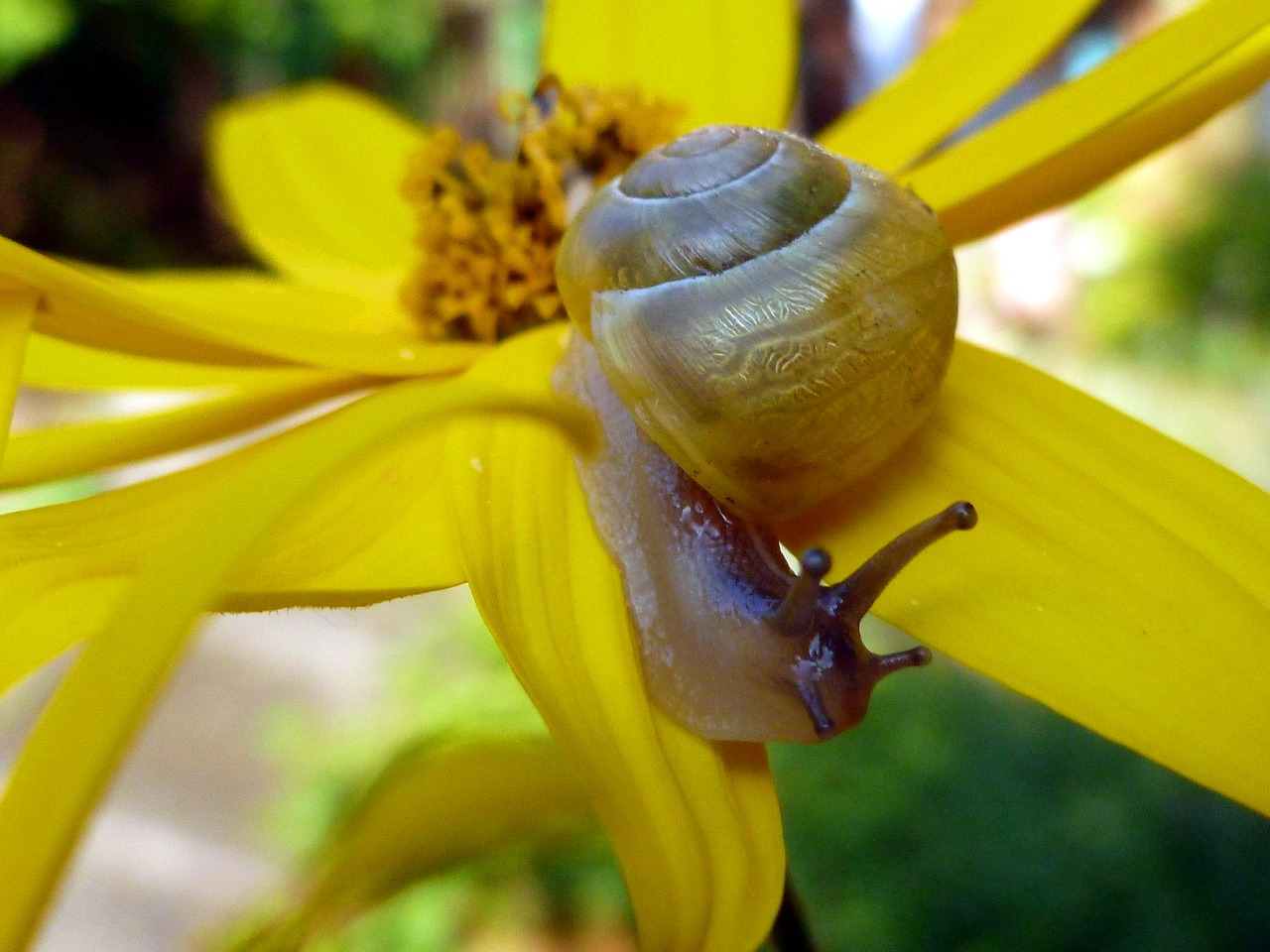 snail mollusk shell free photo