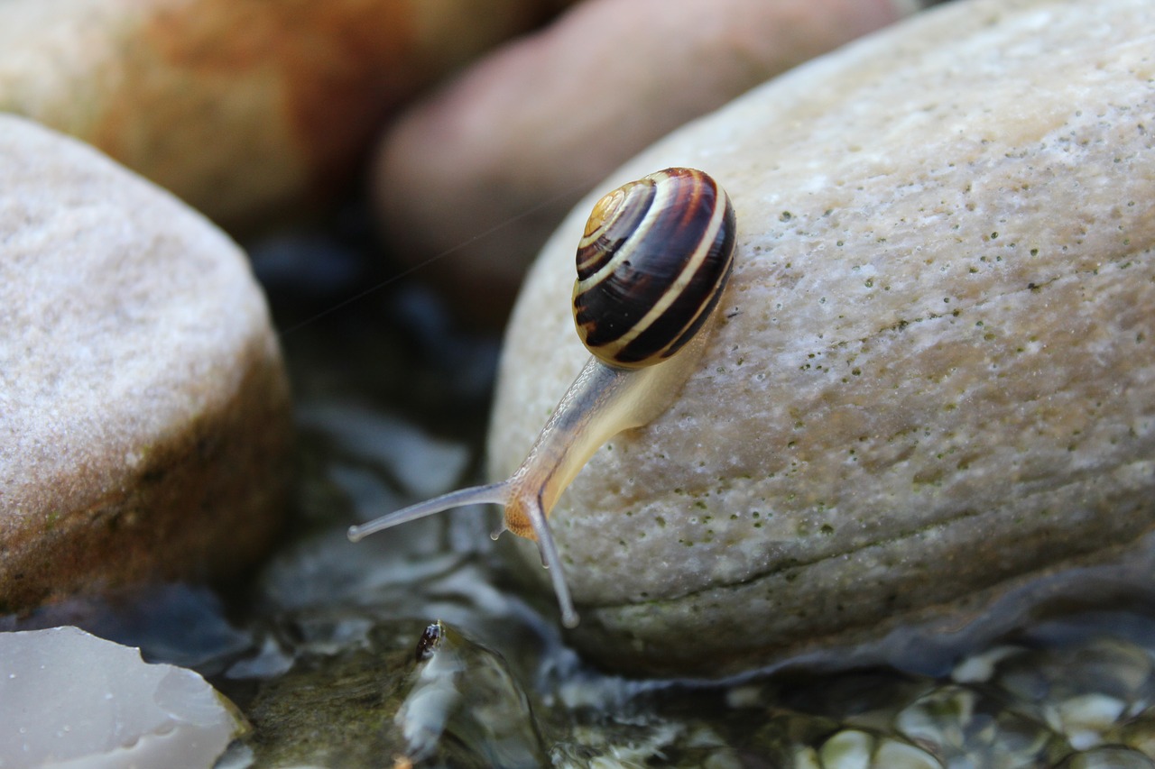 snail animal reptile free photo