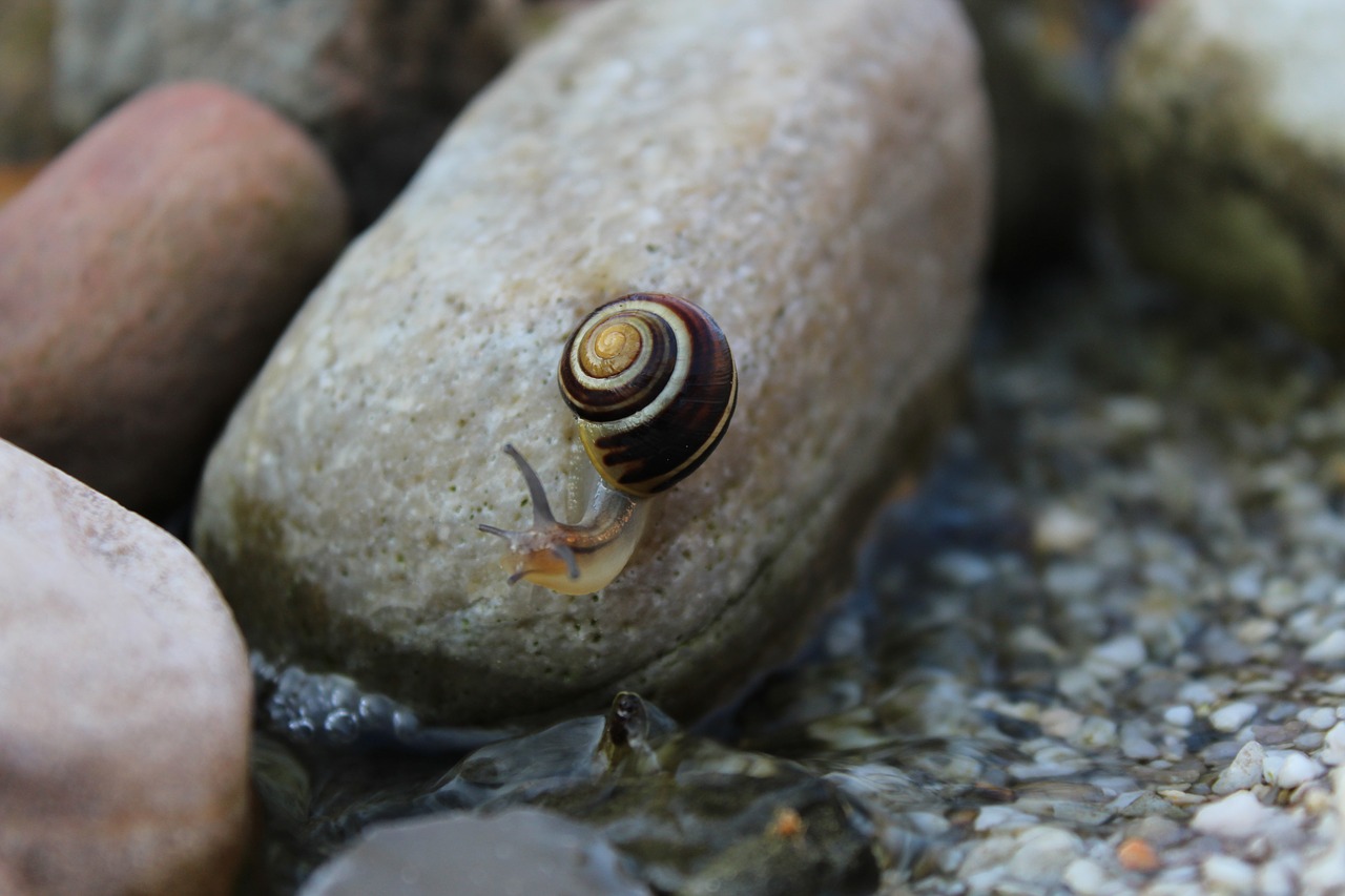 snail animal reptile free photo