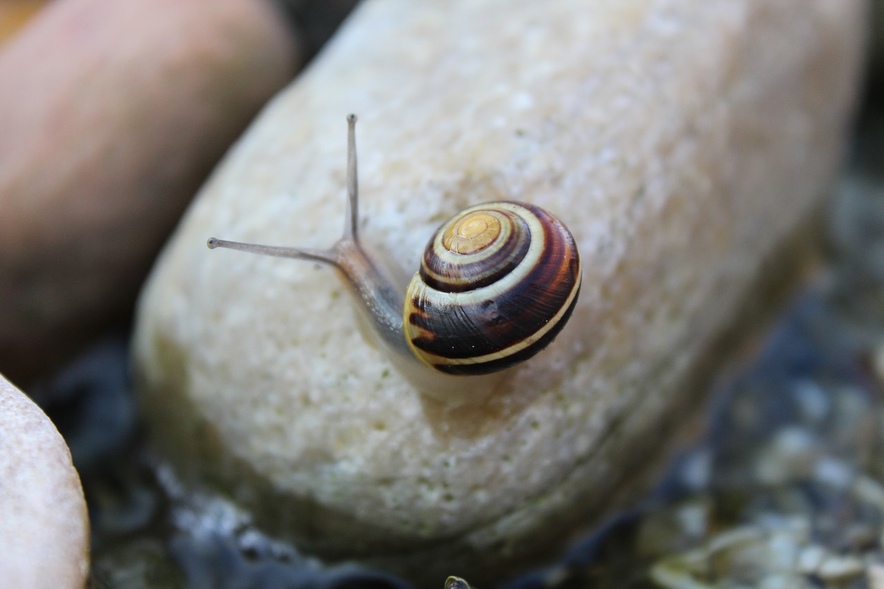 snail animal reptile free photo