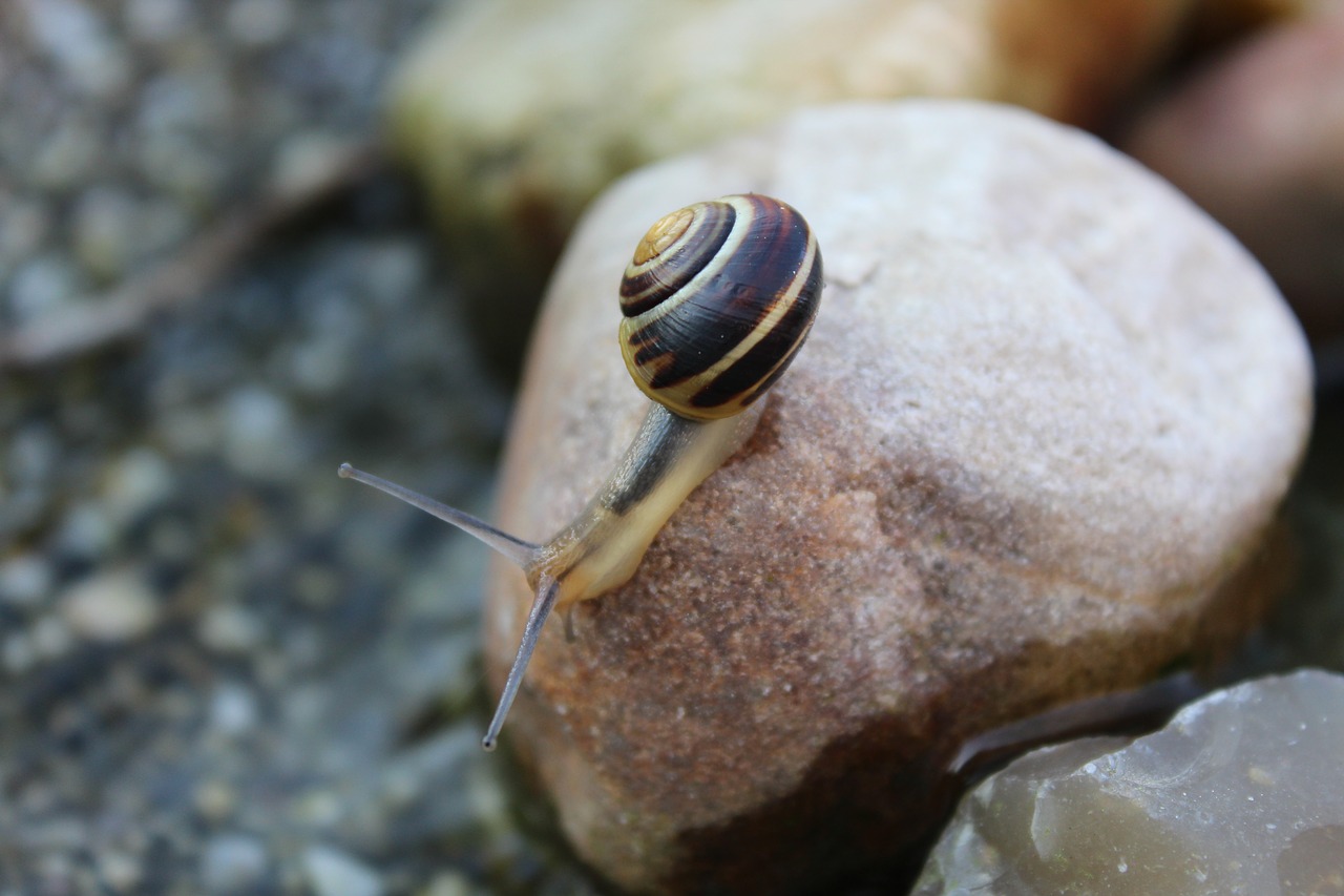 snail animal reptile free photo